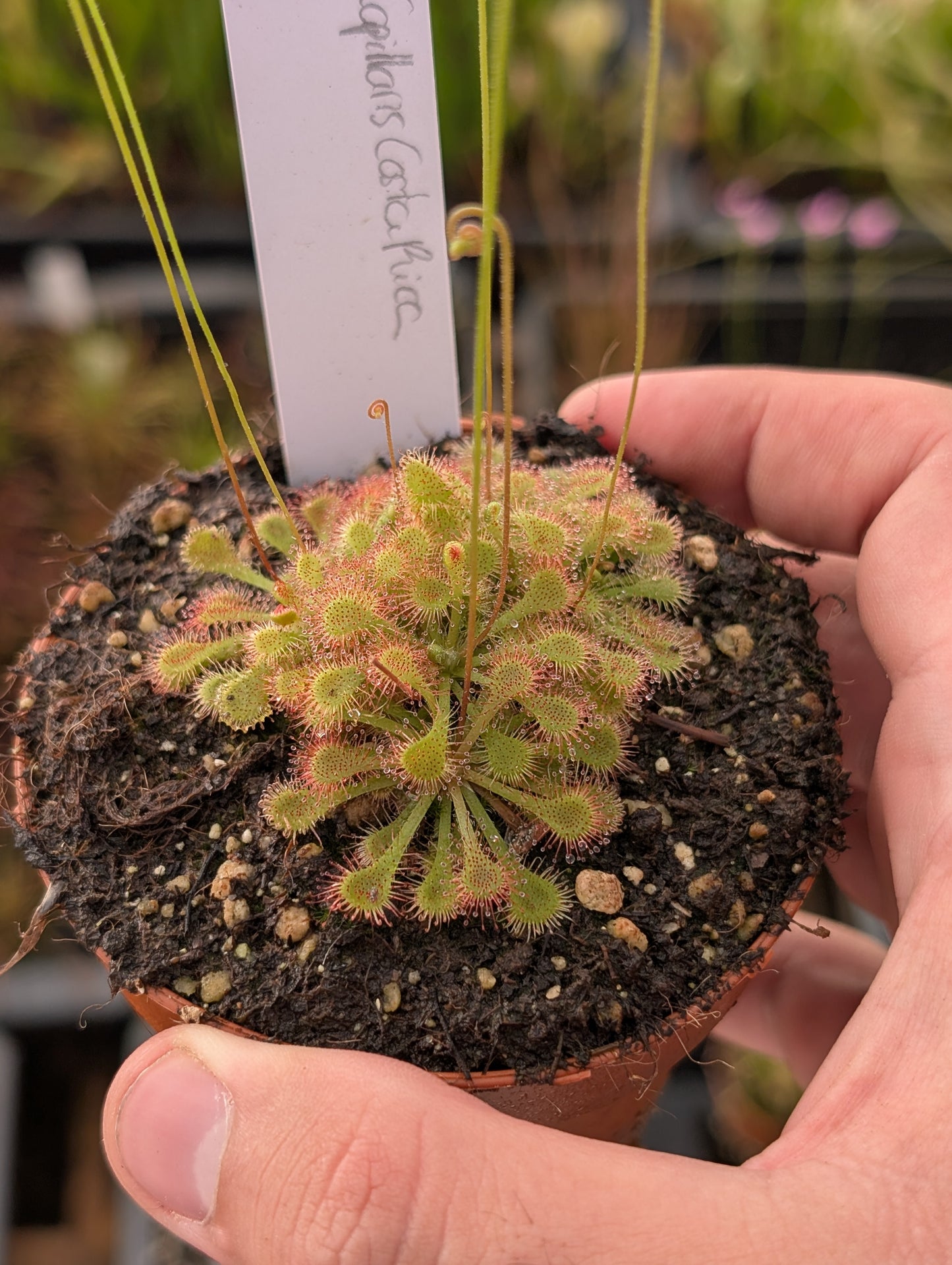 Drosera Capillaris "Costa Rica"