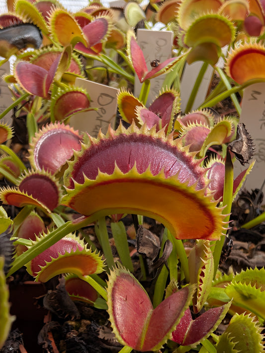 Dionaea muscipula 'Dentate traps'