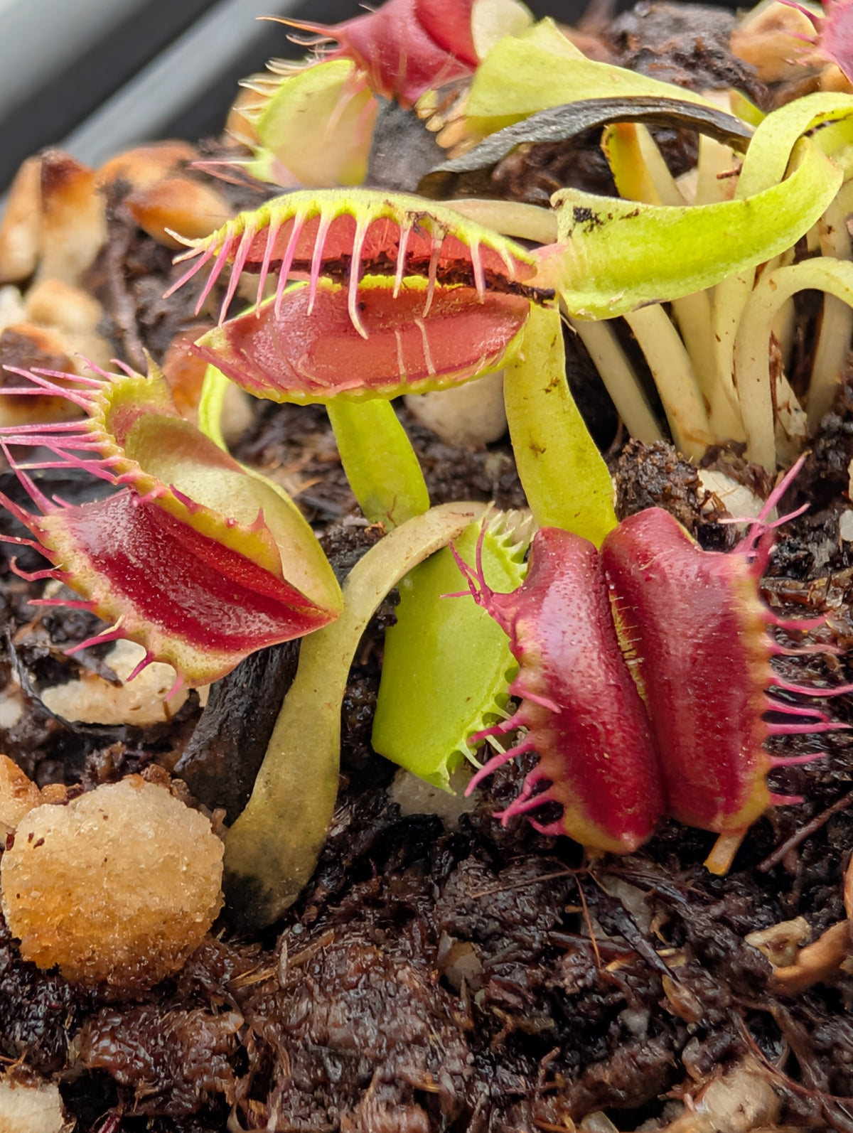 Dionaea muscipula ‘Sweet kiss’