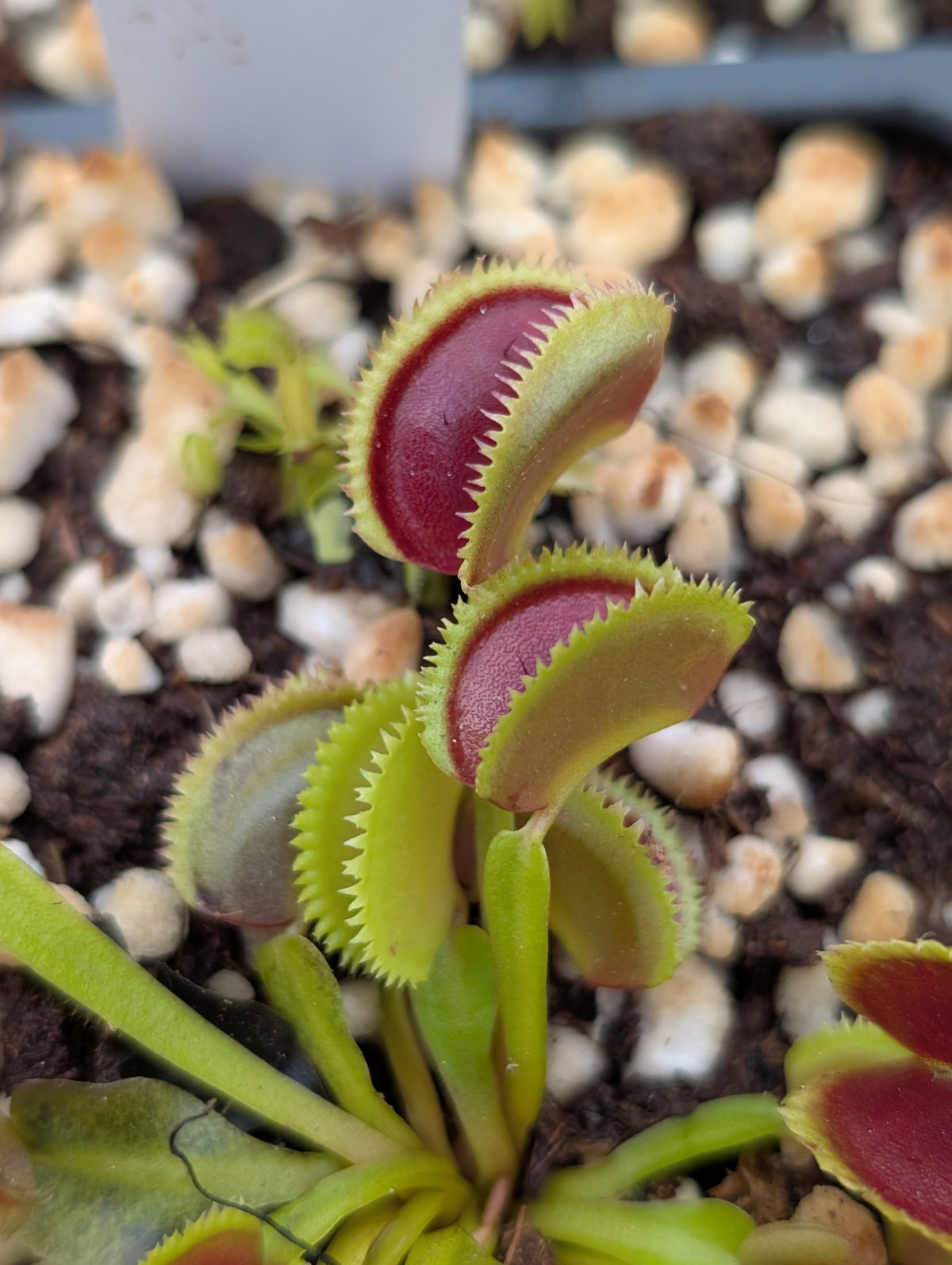 Dionaea muscipula 'Trident’