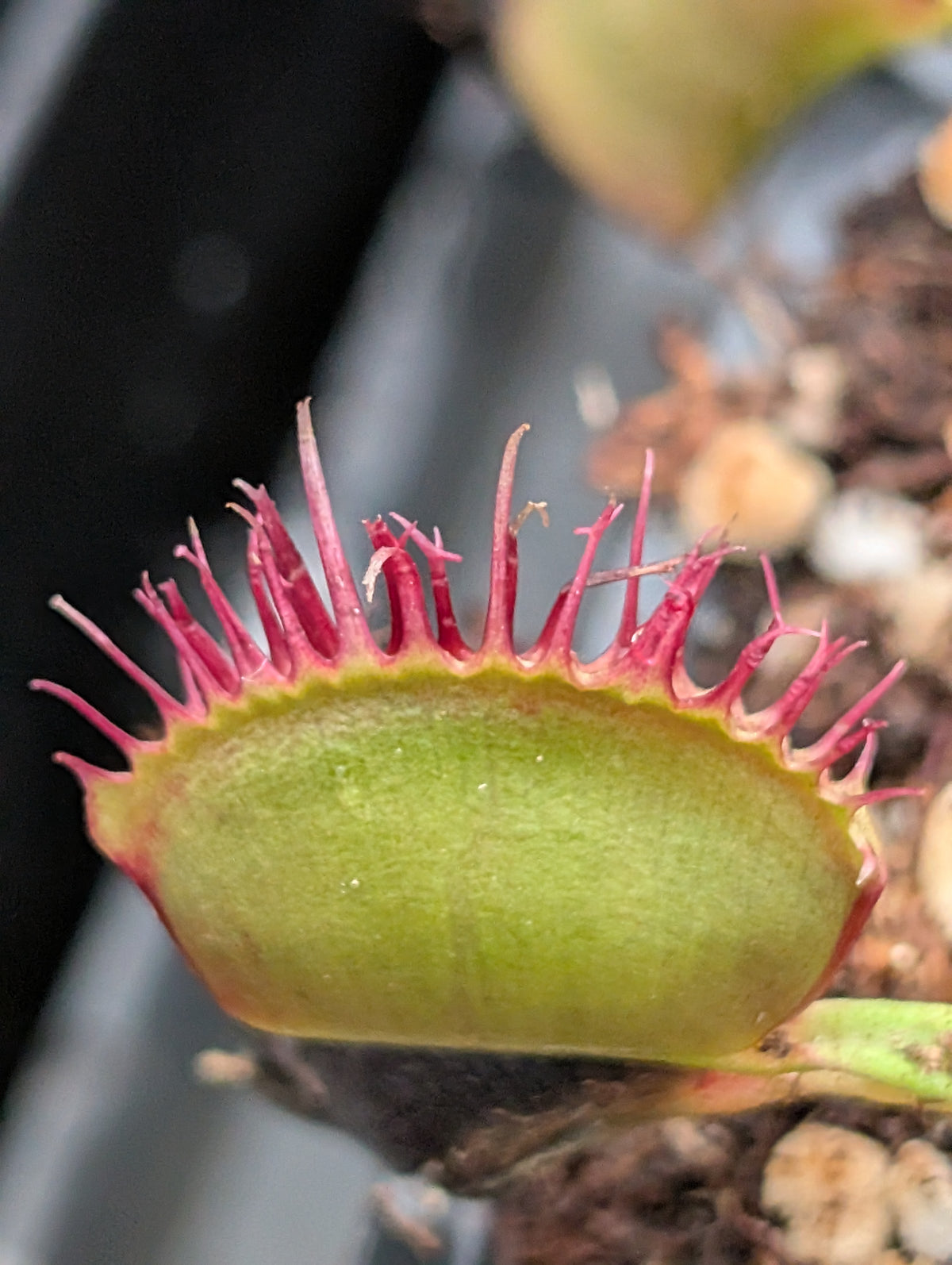 Dionaea muscipula 'Crooped tooth'