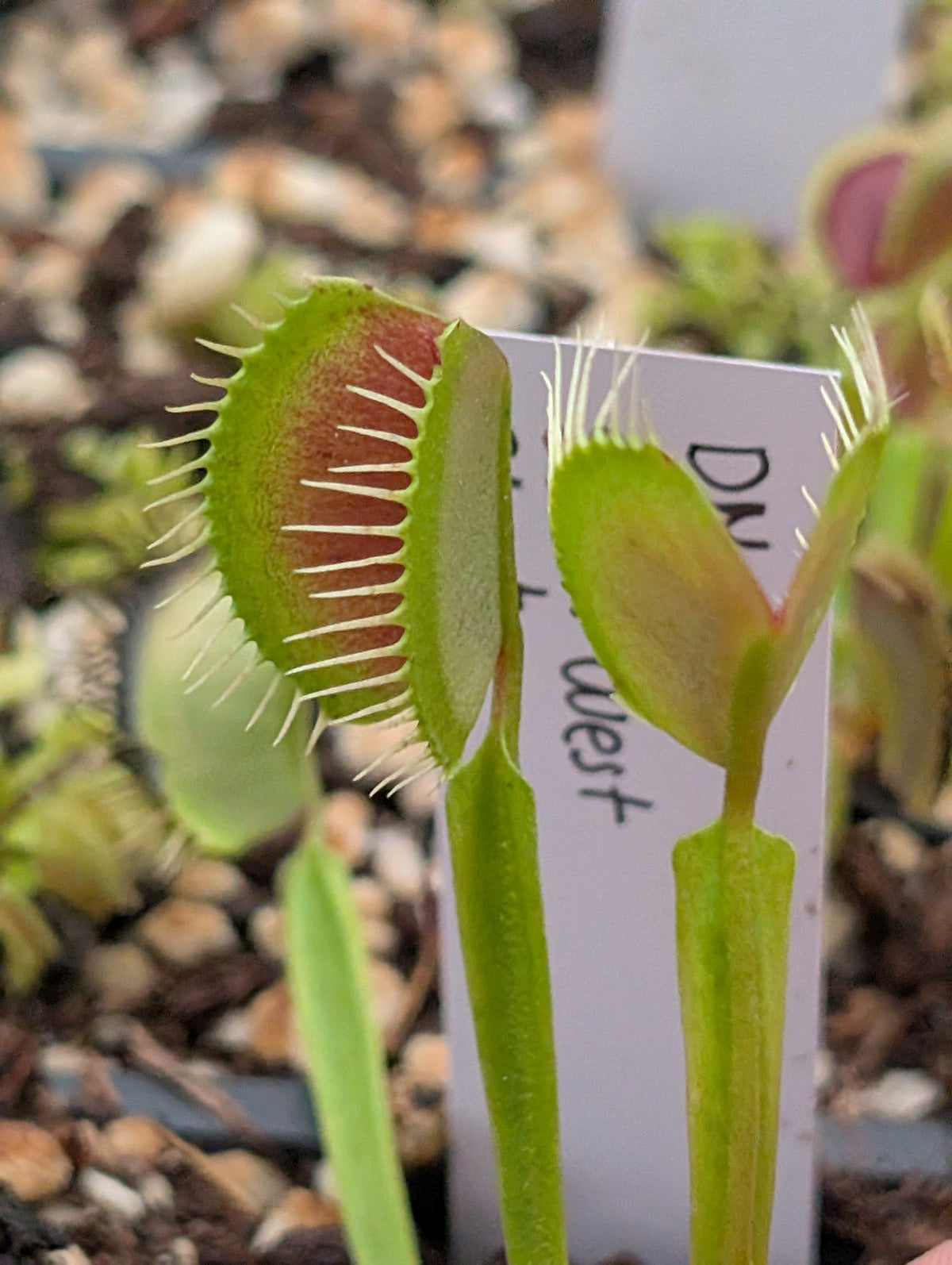 Dionaea muscipula 'South west giant'