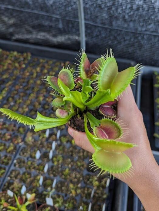 Planta carnívora - Dionaea muscipula B52 - Carniterrace - Comprar en tienda online