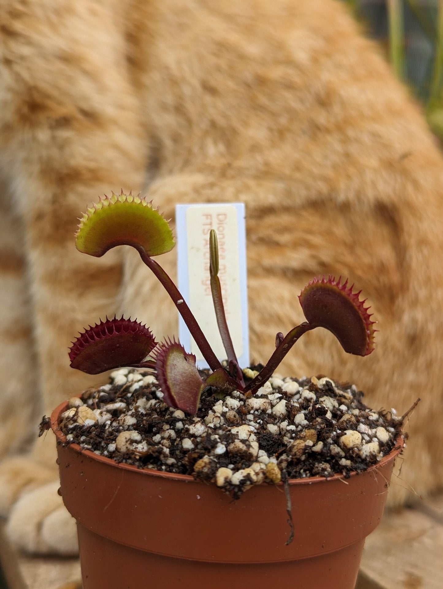 Planta carnívora - Dionaea muscipula FTS Archangel - Carniterrace - Comprar en tienda online