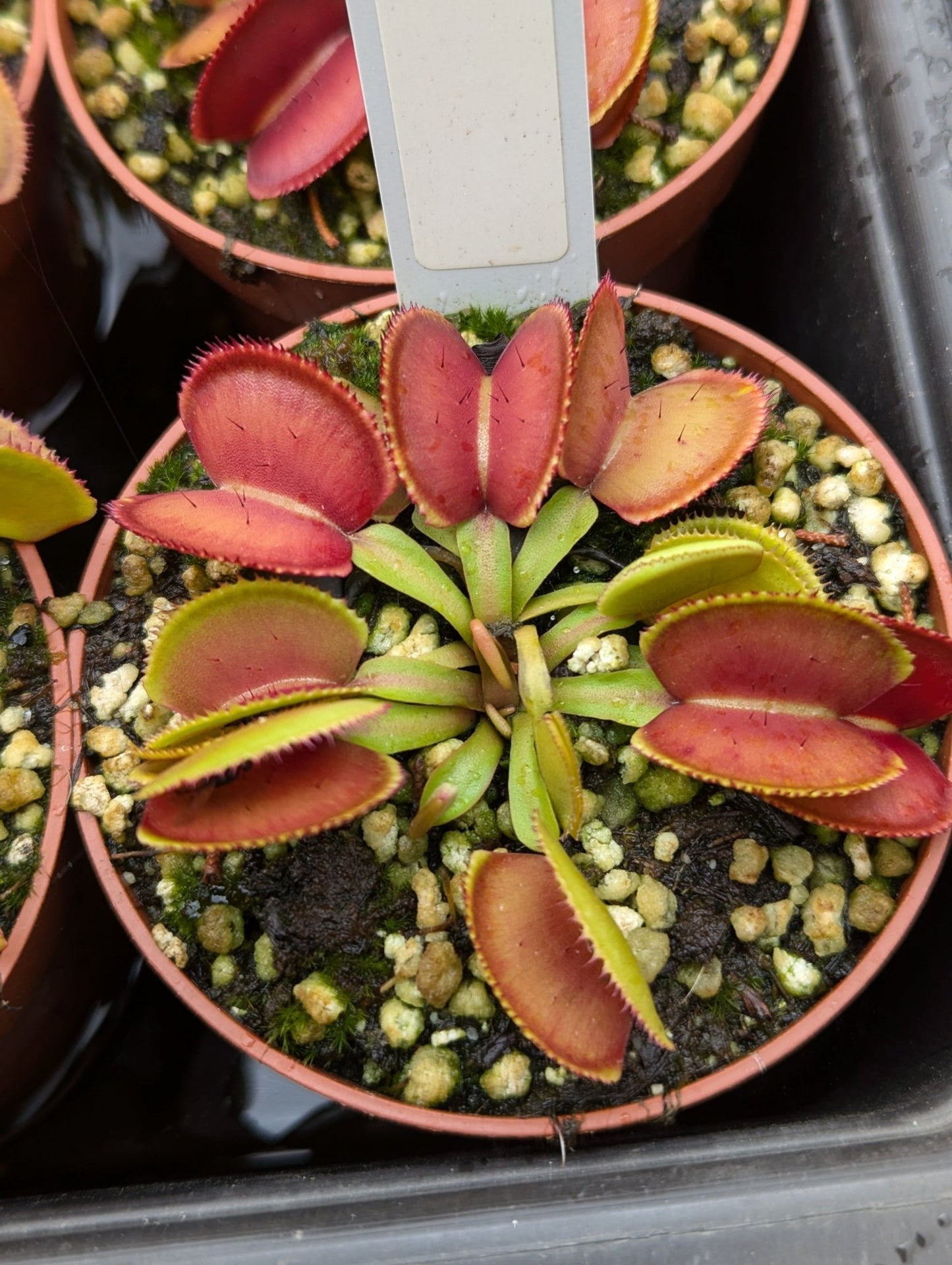Planta carnívora - Dionaea muscipula Microdent - Carniterrace - Comprar en tienda online