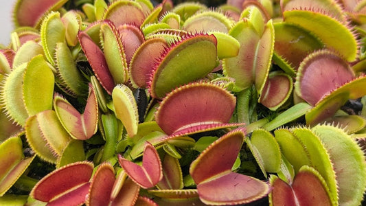 Planta carnívora - Dionaea muscipula Microdent - Carniterrace - Comprar en tienda online