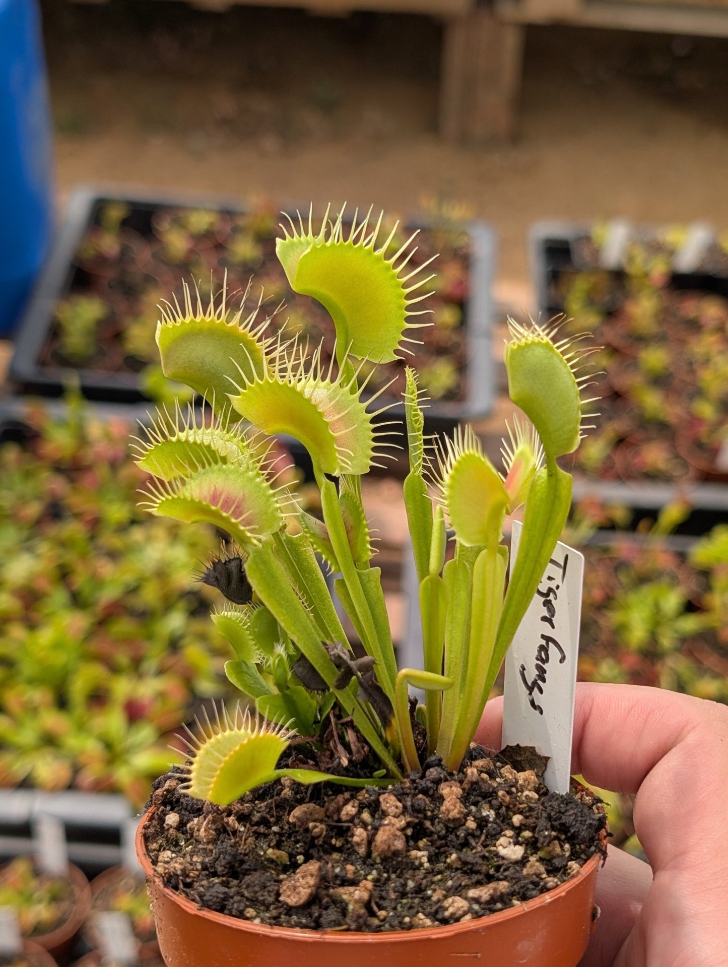 Planta carnívora - Dionaea muscipula "Tiger fangs" (Clon polaco) - Carniterrace - Comprar en tienda online