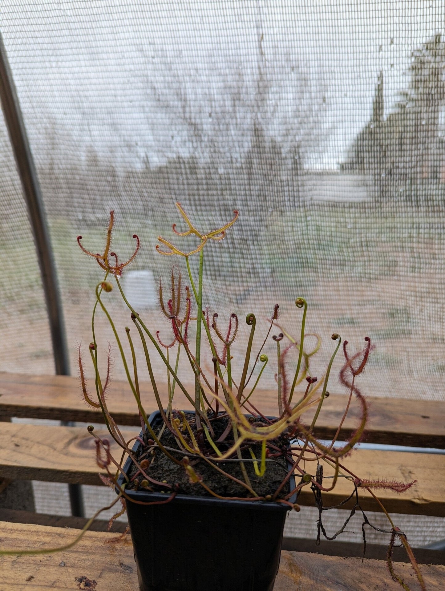 Planta carnívora - Drosera binata var. multifida - Carniterrace - Comprar en tienda online