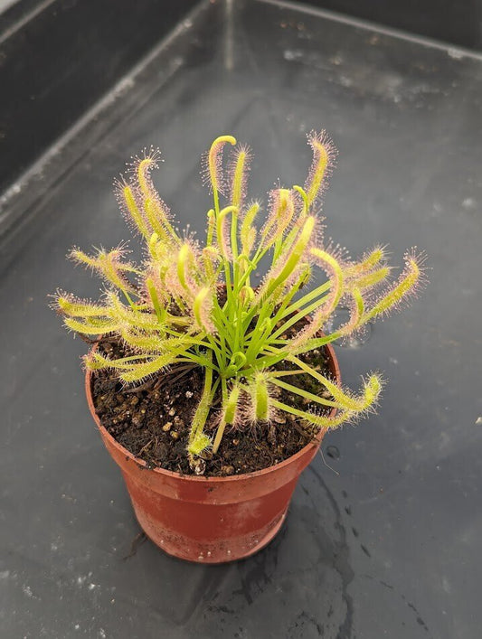Planta carnívora - Drosera capensis alba - Carniterrace - Comprar en tienda online