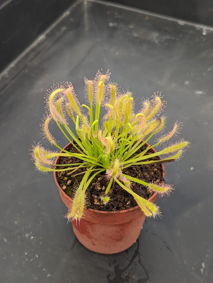 Planta carnívora - Drosera capensis alba - Carniterrace - Comprar en tienda online