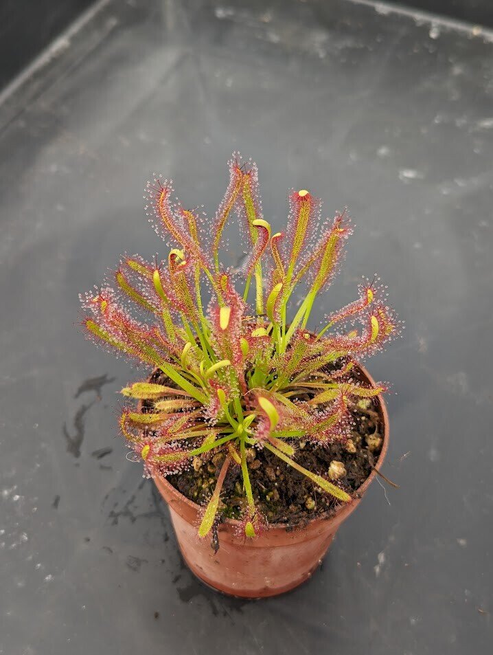 Planta carnívora - Drosera capensis - Carniterrace - Comprar en tienda online