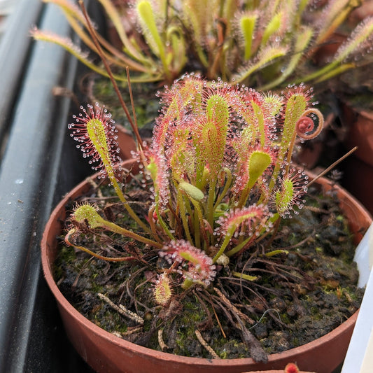 Planta carnívora - Drosera nidiformis - Carniterrace - Comprar en tienda online