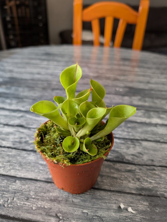 Planta carnívora - Heliamphora Minor - Carniterrace - Comprar en tienda online