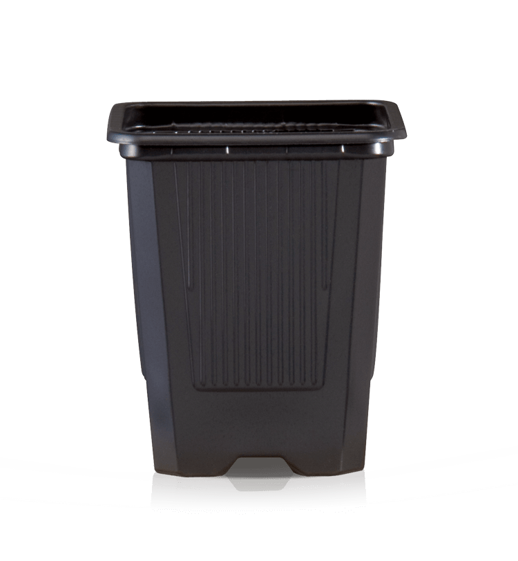 Planta carnívora - Maceta 9x9x9,5 cuadrada negra. - Carniterrace - Comprar en tienda online