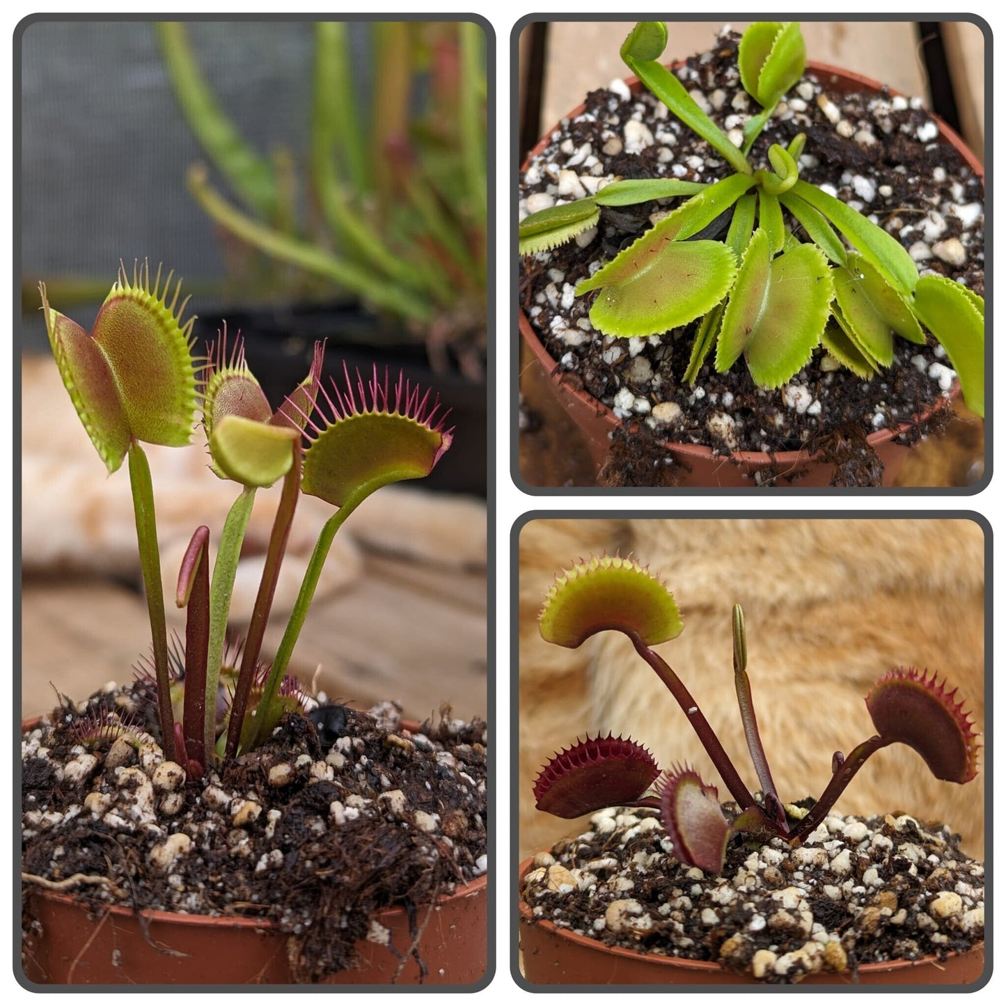 Planta carnívora - Pack cultivares Dionaea 1 - Carniterrace - Comprar en tienda online