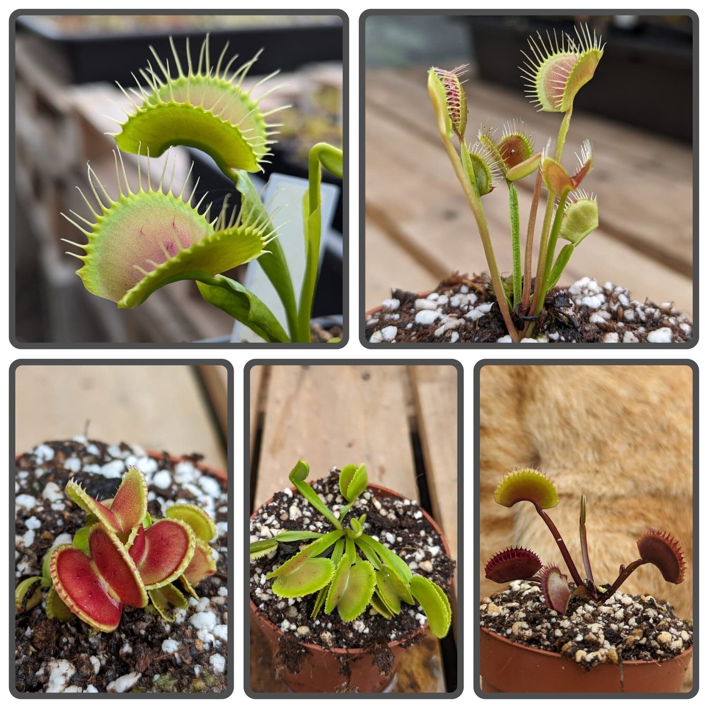 Planta carnívora - Pack cultivares Dionaea 3 - Carniterrace - Comprar en tienda online