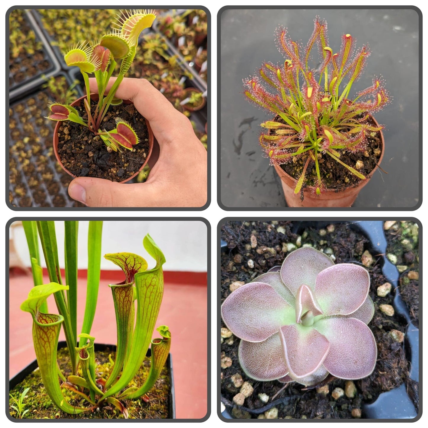 Planta carnívora - Pack Iniciación 4 - Carniterrace - Comprar en tienda online