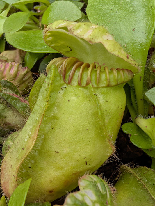 Planta carnívora - Cephalotus follicularis - Carniterrace - Comprar en tienda online