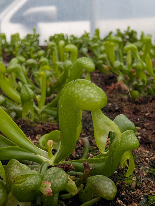 Planta carnívora - Darlingtonia califronica - Carniterrace - Comprar en tienda online