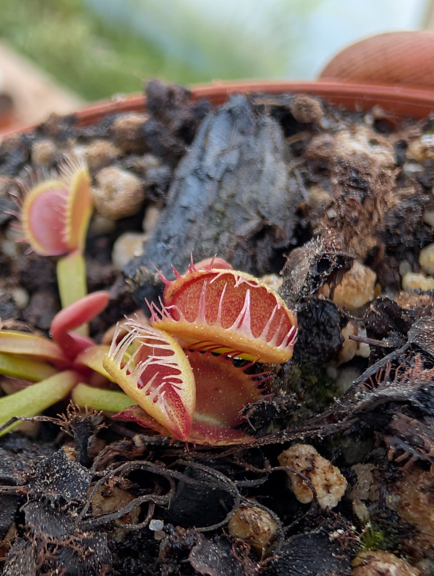Planta carnívora - Dionaea muscipula 'Cross teeth' - Carniterrace - Comprar en tienda online
