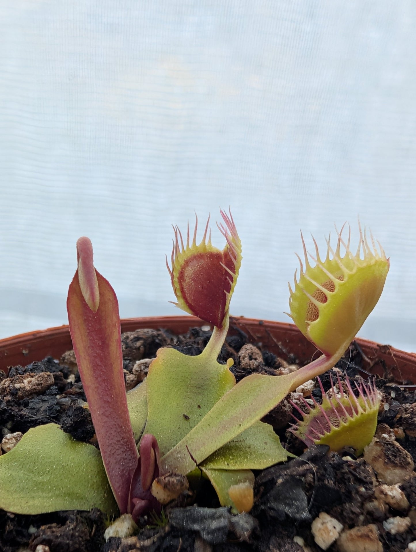 Planta carnívora - Dionaea muscipula 'Cup trap' - Carniterrace - Comprar en tienda online