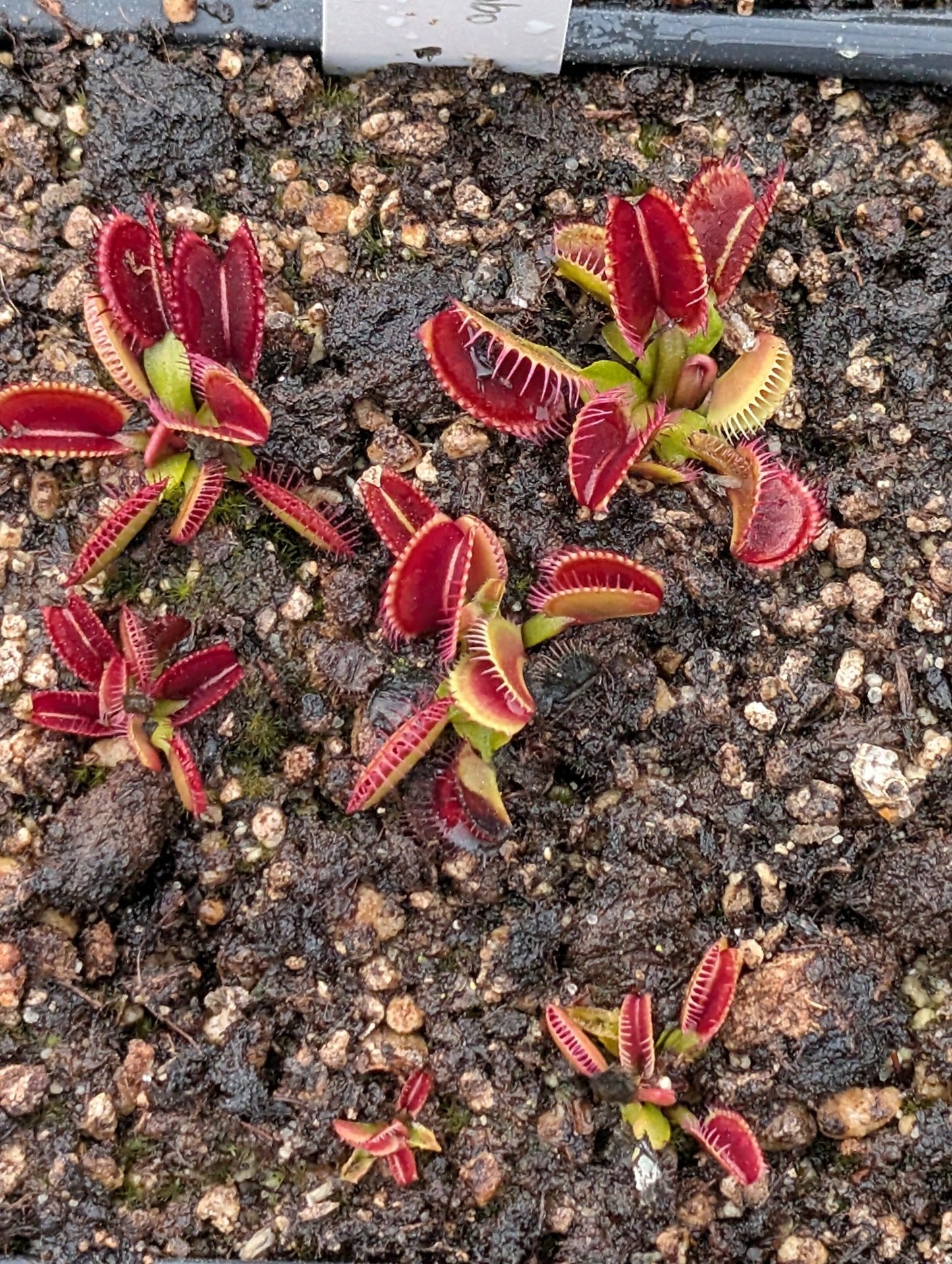 Planta carnívora - Dionaea muscipula 'Jumbo' - Carniterrace - Comprar en tienda online