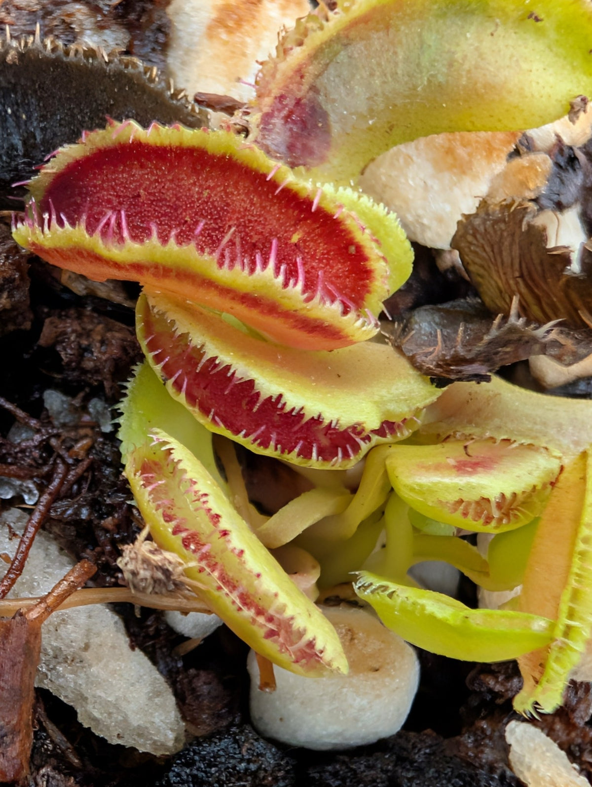 Planta carnívora - Dionaea muscipula 'Kim Il Sung' - Carniterrace - Comprar en tienda online