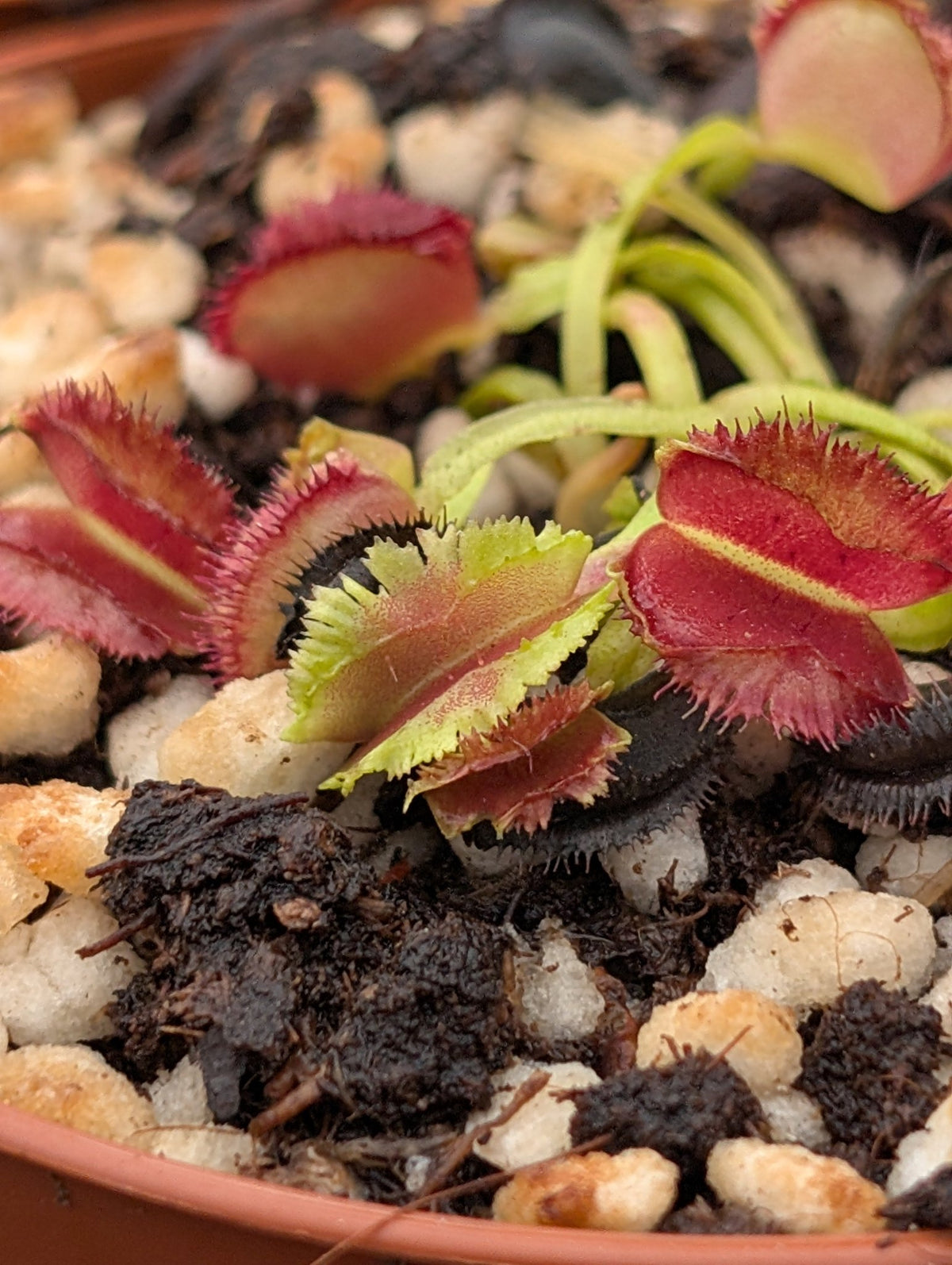 Planta carnívora - Dionaea muscipula 'Kinky Wave' - Carniterrace - Comprar en tienda online