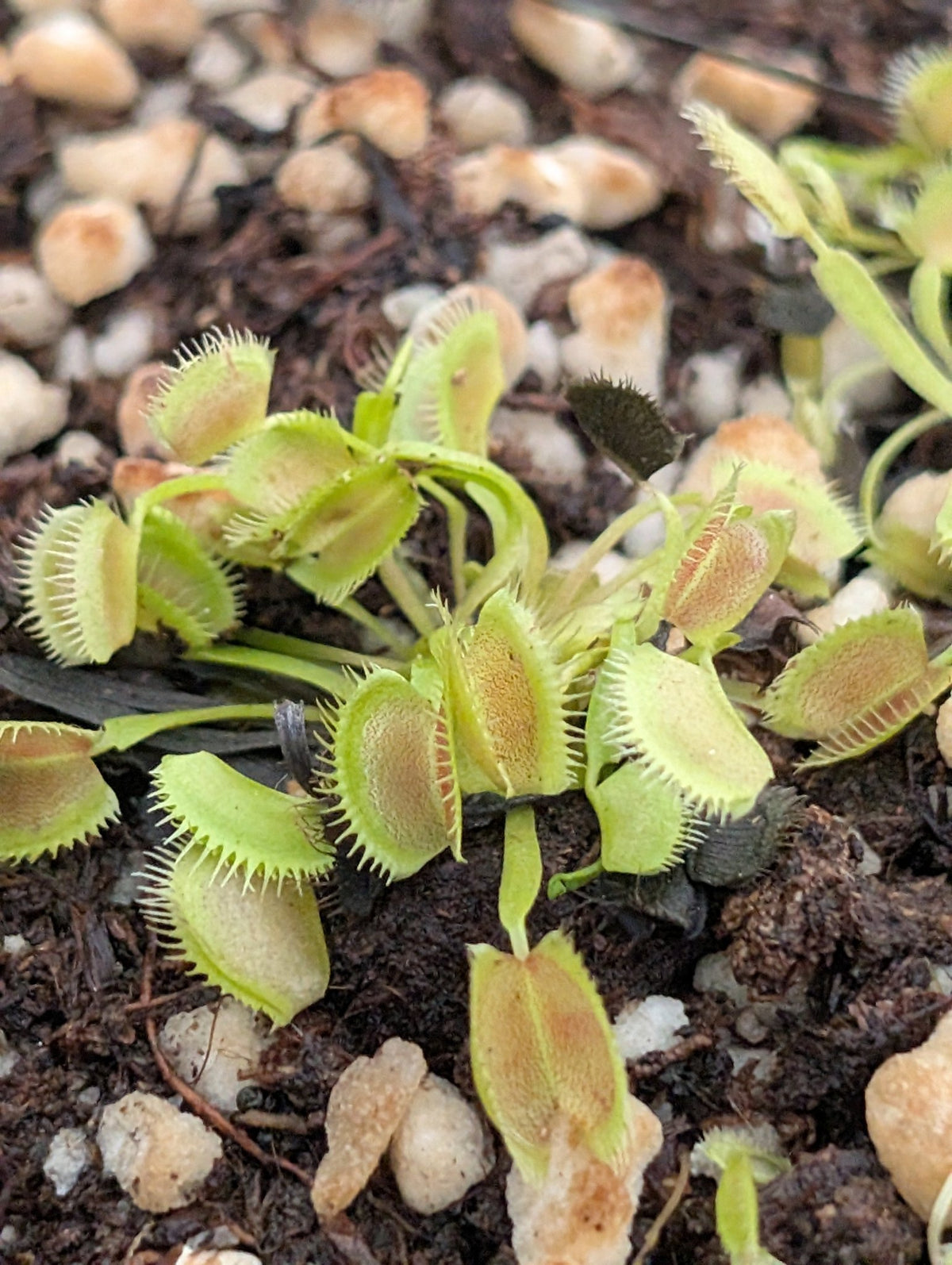 Planta carnívora - Dionaea muscipula ‘TDK2’ - Carniterrace - Comprar en tienda online