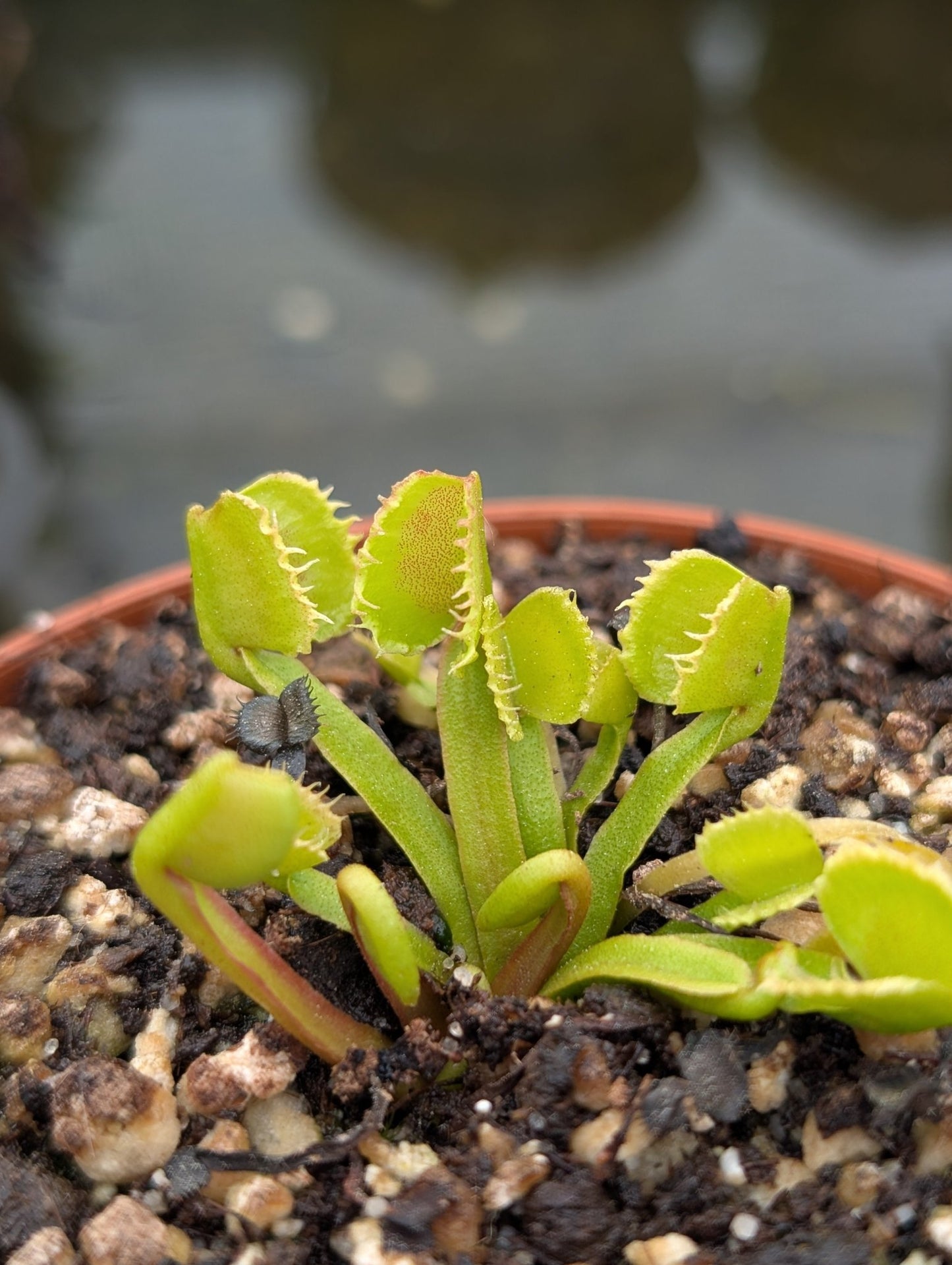 Planta carnívora - Dionaea muscipula 'Werewolf' - Carniterrace - Comprar en tienda online