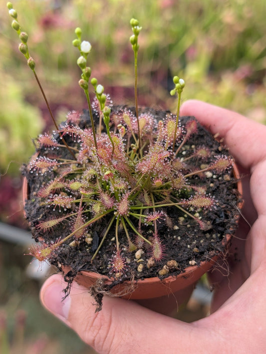 Planta carnívora - Drosera intermedia - Carniterrace - Comprar en tienda online