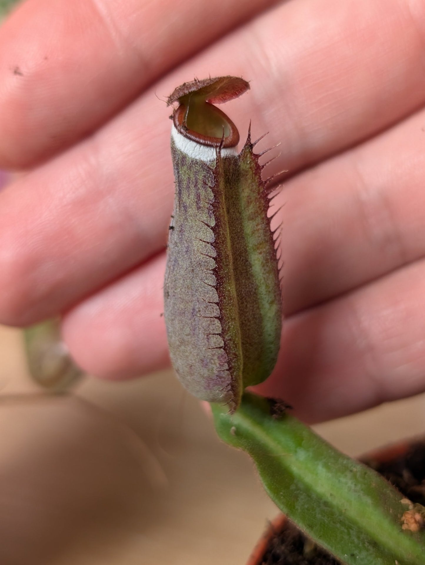 Planta carnívora - Nepenthes albomarginata - Carniterrace - Comprar en tienda online