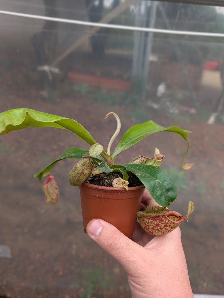 Planta carnívora - Nepenthes hookeriana - Carniterrace - Comprar en tienda online
