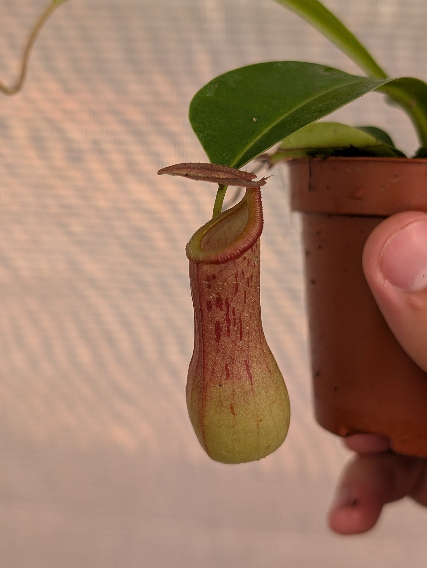 Planta carnívora - Nepenthes ventricosa x alata - Carniterrace - Comprar en tienda online