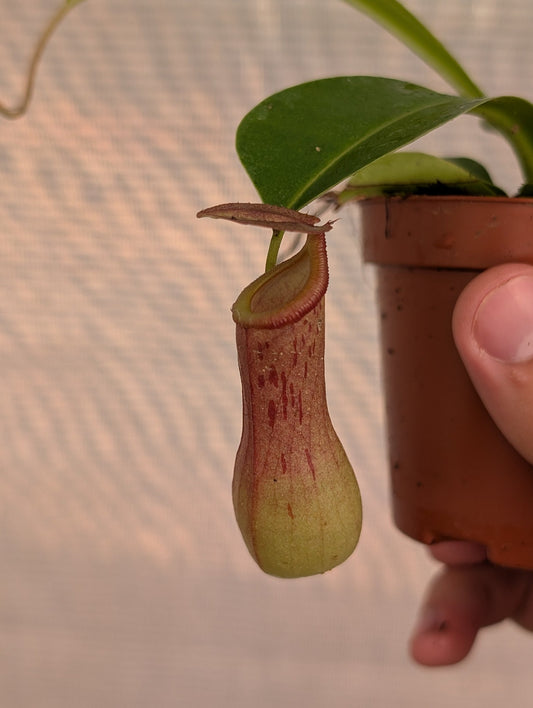 Planta carnívora - Nepenthes ventricosa x alata - Carniterrace - Comprar en tienda online