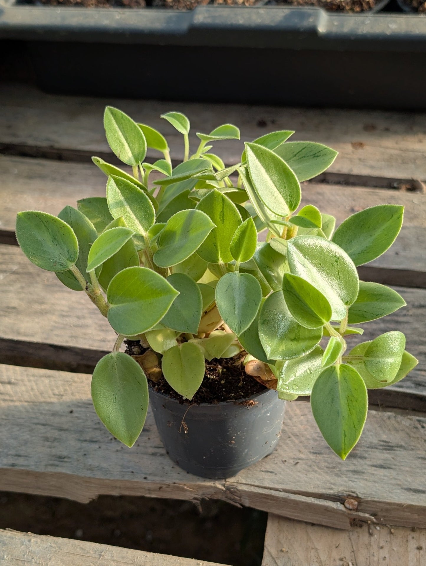 Planta carnívora - Peperomia 'Pixie Arenal' Lime - Carniterrace - Comprar en tienda online