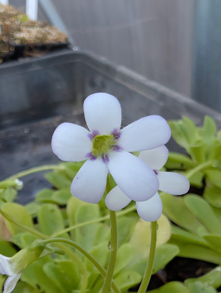 Planta carnívora - Pinguicula agnata (Weilbrenner - Alemania) - Carniterrace - Comprar en tienda online