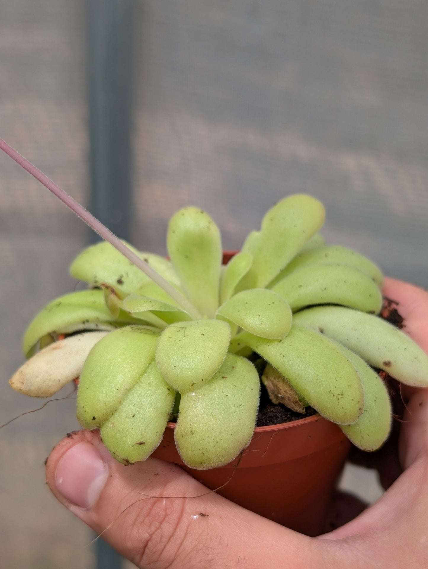 Planta carnívora - Pinguicula "Anna" - Carniterrace - Comprar en tienda online