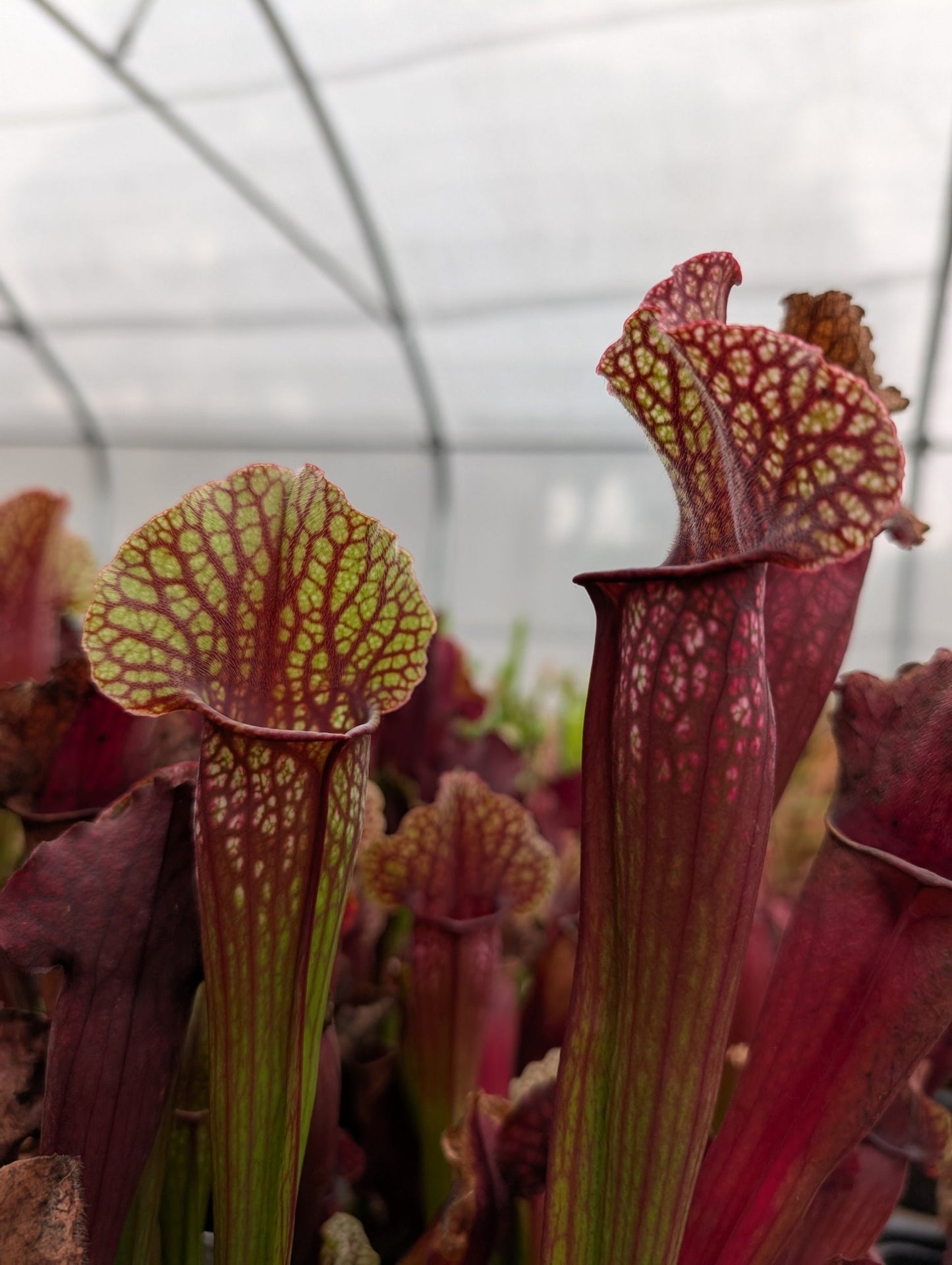 Planta carnívora - Sarracenia Mitchell 2 (Patrick De Wolf) - Carniterrace - Comprar en tienda online