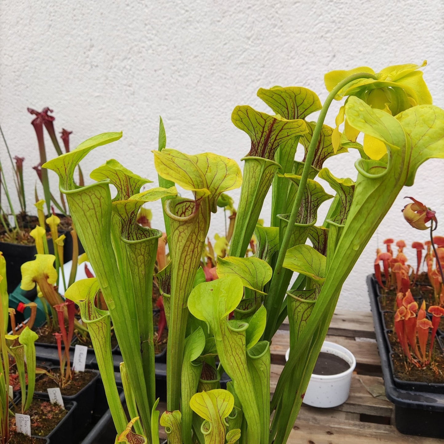 Planta carnívora - Sarracenia Oreophila - Carniterrace - Comprar en tienda online