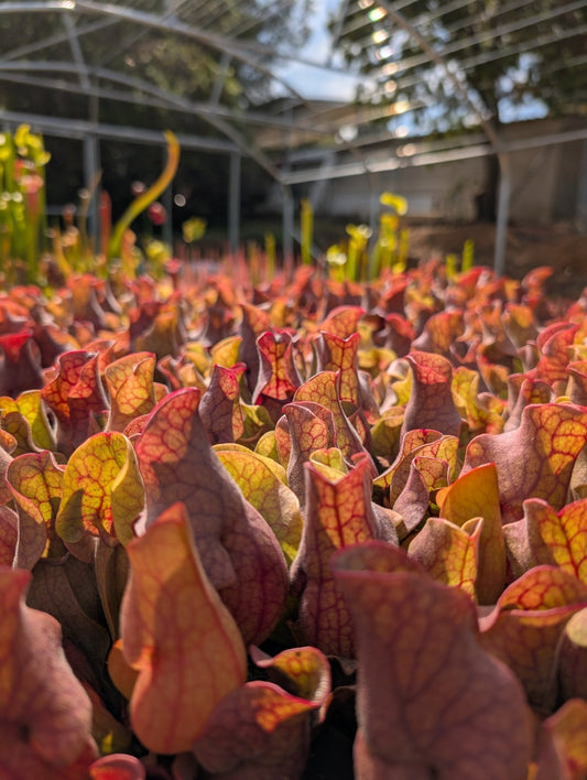 Planta carnívora - Sarracenia Purpurea subsp. Venosa - Carniterrace - Comprar en tienda online