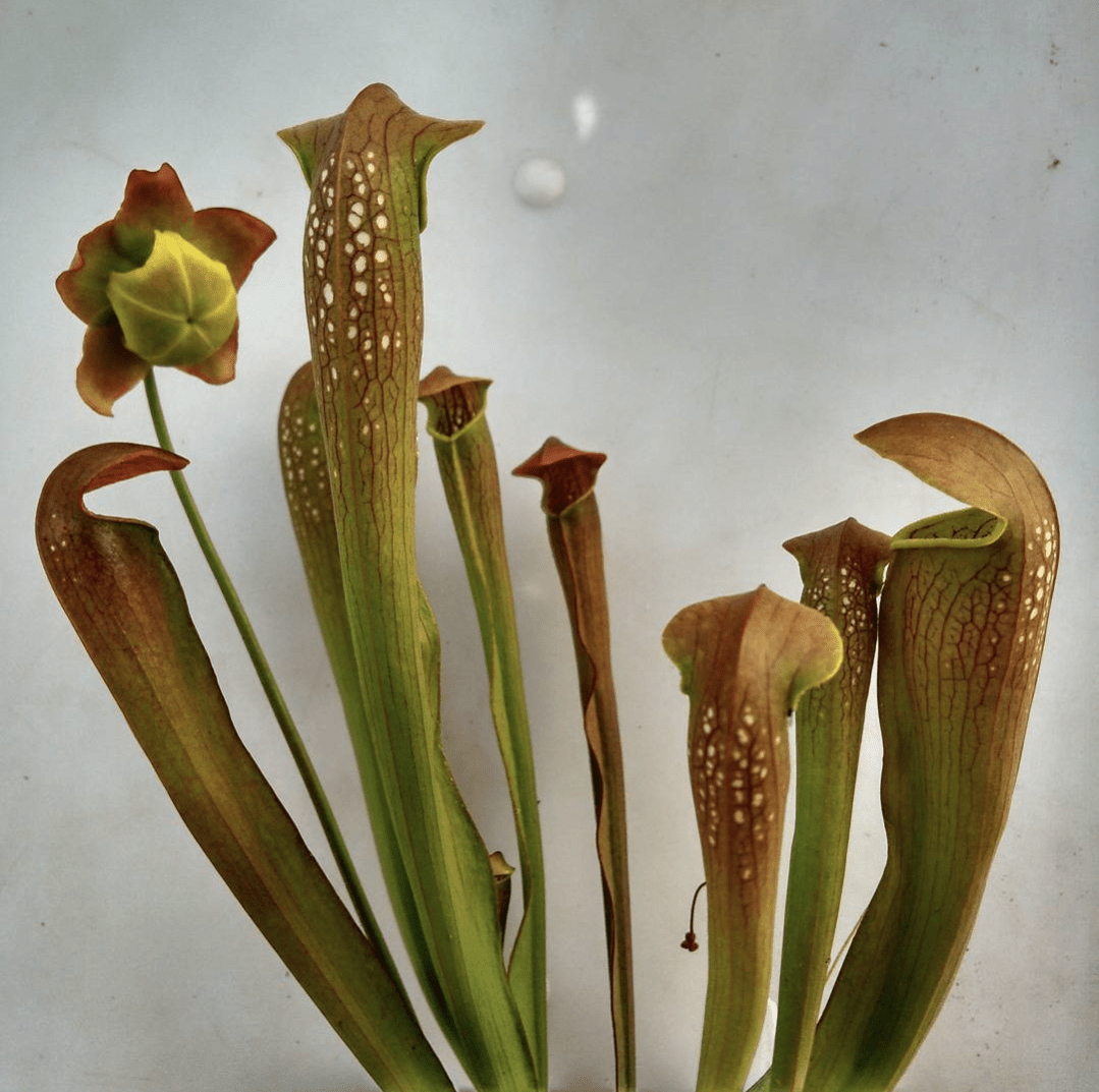 Planta carnívora - Sarracenia Rehderii - Carniterrace - Comprar en tienda online