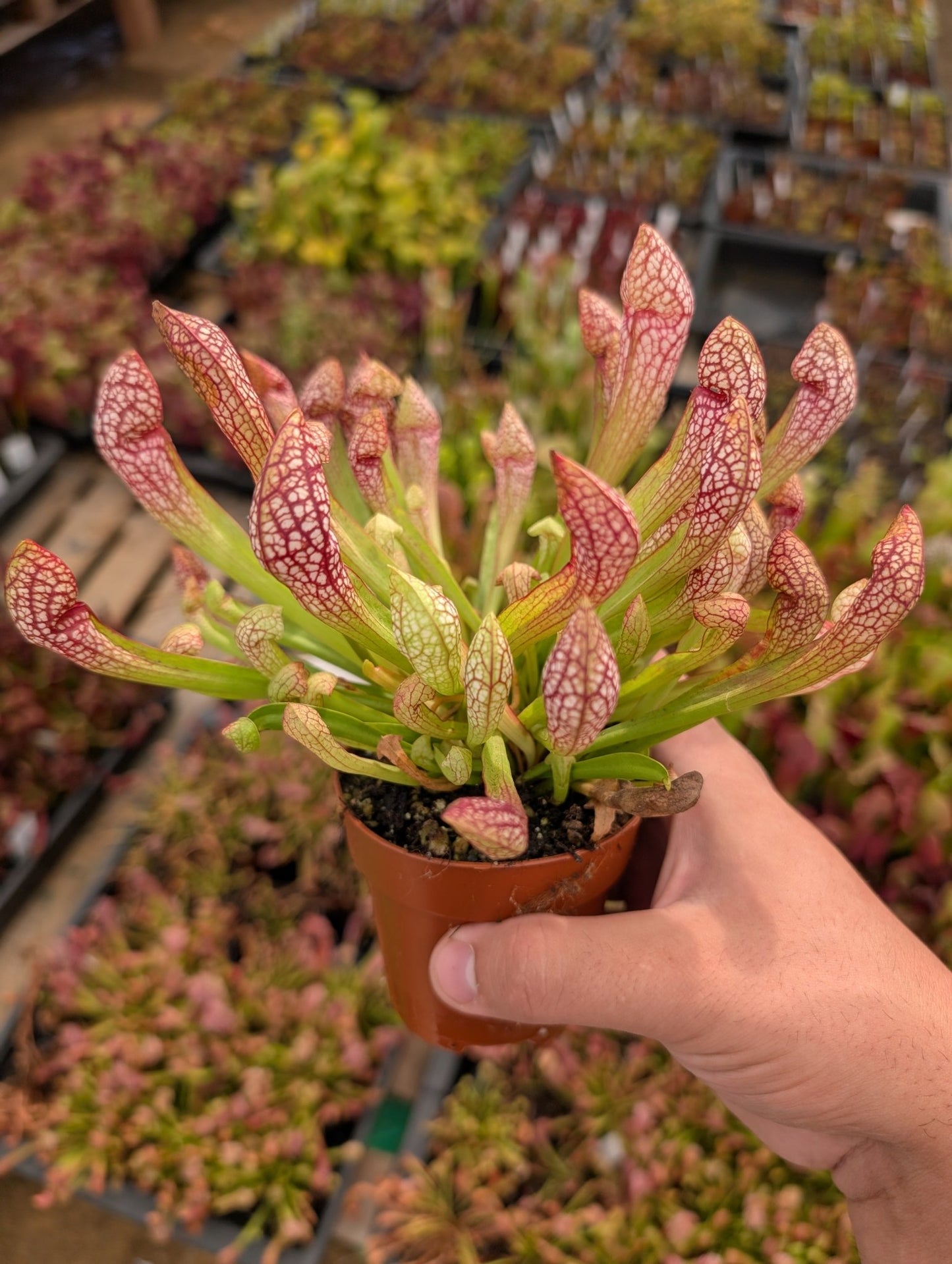Planta carnívora - Sarracenia Scarlet belle - Carniterrace - Comprar en tienda online