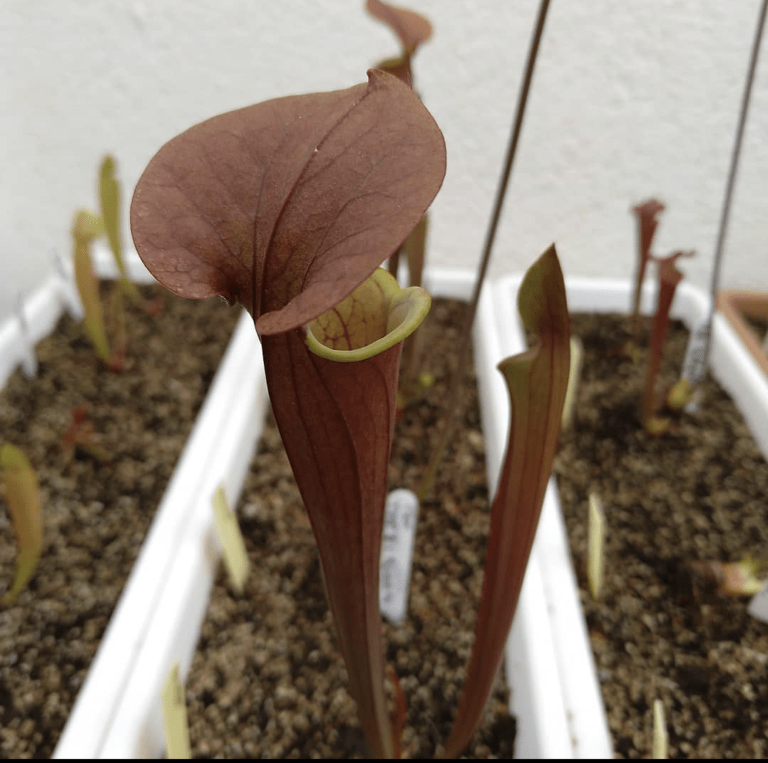 Planta carnívora - Sarracenia Tygo - Carniterrace - Comprar en tienda online