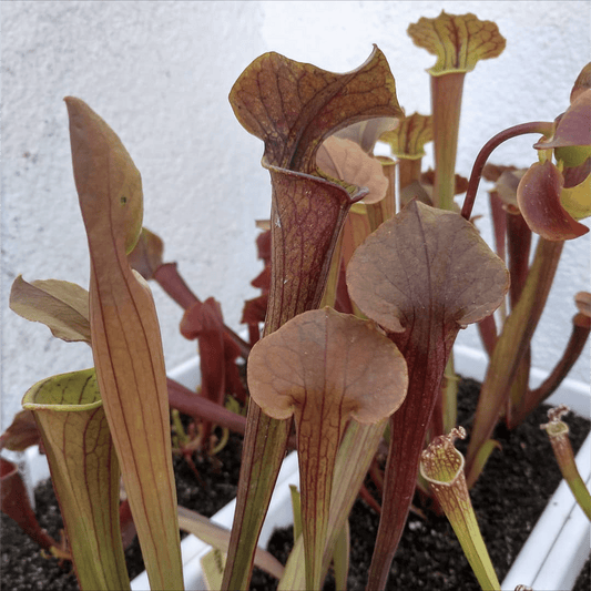 Planta carnívora - Sarracenia Tygo - Carniterrace - Comprar en tienda online