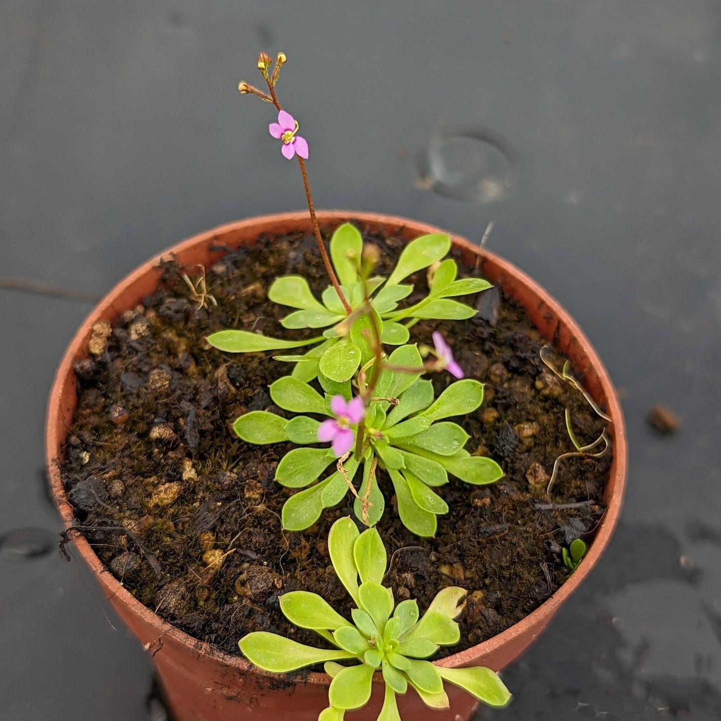 Planta carnívora - Stylidium debile - Carniterrace - Comprar en tienda online