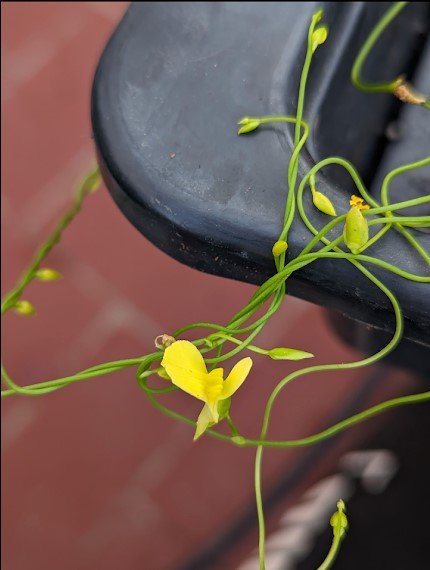 Planta carnívora - Utricularia prehensilis - Carniterrace - Comprar en tienda online