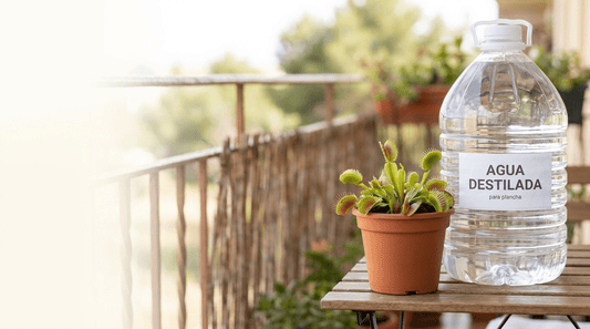 Agua para plantas carnívoras: cuál sirve y cuál las mata - Carniterrace