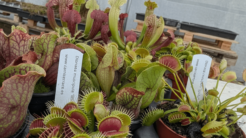 ¿Cómo enviamos las plantas? - Carniterrace