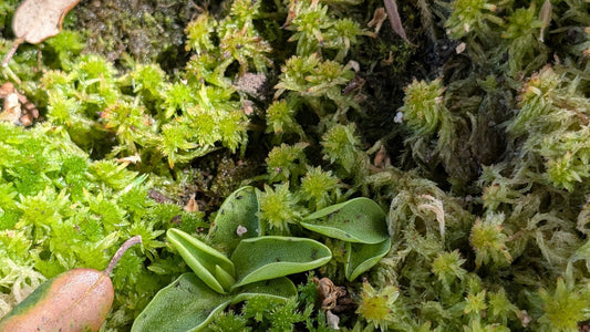 Comprar musgo Sphagnum en la tienda online - Carniterrace